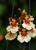 cluster of red and white flowers