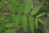 Leaves close-up