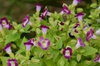 Form