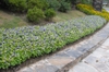 Torenia fournieri