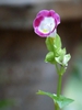 Stem with bloom
