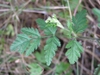 Torilis arvensis