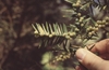 Hand holding the branch to show underside with tiny male cones
