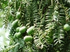 Torreya grandis