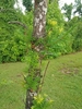 Bark