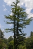 Tall conifer twin trunks, each with horizontal branches.