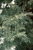 Horizontal branches with needles arranged in one plane.