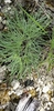 Leaves (May in TX)