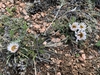 Native habitat (May in WY)