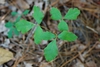 Lobed leaves (Chesterfield County, SC)-Late Summer