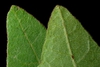 Front and back of leaf (Chesterfield County, SC)-Late Summer