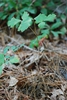 Growth pattern (Chesterfield County, SC)-Late Summer