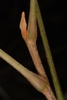 Stem with lenticels (Chesterfield County, SC)-Late Summer