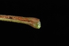 stem end (Chesterfield County, SC)-Late Summer