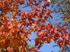 Toxicodendron radicans Fall color Leaf