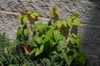 Toxicodendron radicans