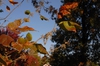 Toxicodendron radicans