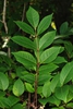 Leaflets of compound leaves (Alleghany County, NC)-Late Summer