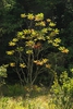 Form (Alleghany County, NC)-Late Summer