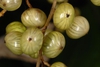 Fruit close-up (Alleghany County, NC)-Late Summer