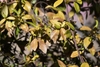 leaves turn bronze in January