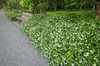 Trachelospermum jasminoides