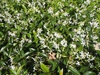 Trachelospermum jasminoides