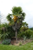 Trachycarpus fortunei