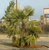 Trachycarpus fortunei