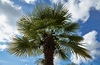 Trachycarpus fortunei