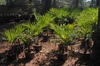 Plantation