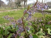 Trachystemon orientalis