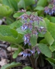 Trachystemon orientalis