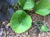 Trachystemon orientalis