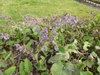 Trachystemon orientalis