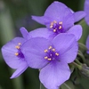 Tradescantia ohiensis
