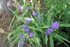 Lavender blue, 3-petaled flowers with yellow anthers.