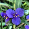 Dark blue, 3-petaled flowers with yellow anthers.