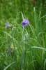Lavender blue, 3-petaled flowers; grassy foliage.
