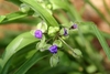Flower buds showing some blue color.