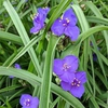 Tradescantia 'Purple Profusion'