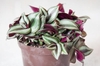 Potted plant showing silver-striped leaves with purple underside
