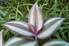 Leafy shoot showing variegation.