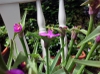 Tradescantia x andersoniana 'Purple Rebel''