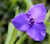Tradescantia 'Purple Profusion'