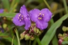 Tradescantis 'Purple Profusion'