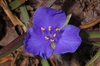 Flower of T. hirsutiflora