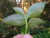 Underside of leaf