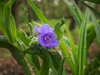 Tradescantia hirsuticaulis