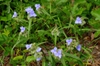Tradescantia hirsuticaulis